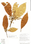 Image of Persea pseudofasciculata