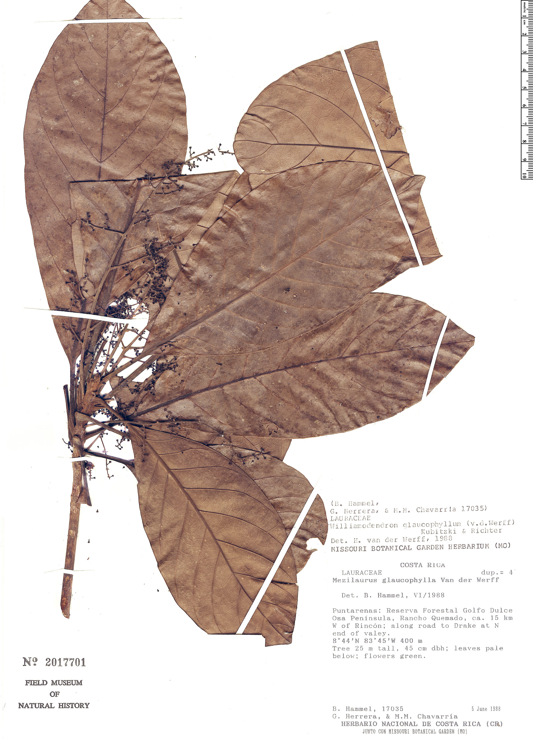 Williamodendron glaucophyllum image