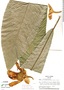 Gustavia grandibracteata image
