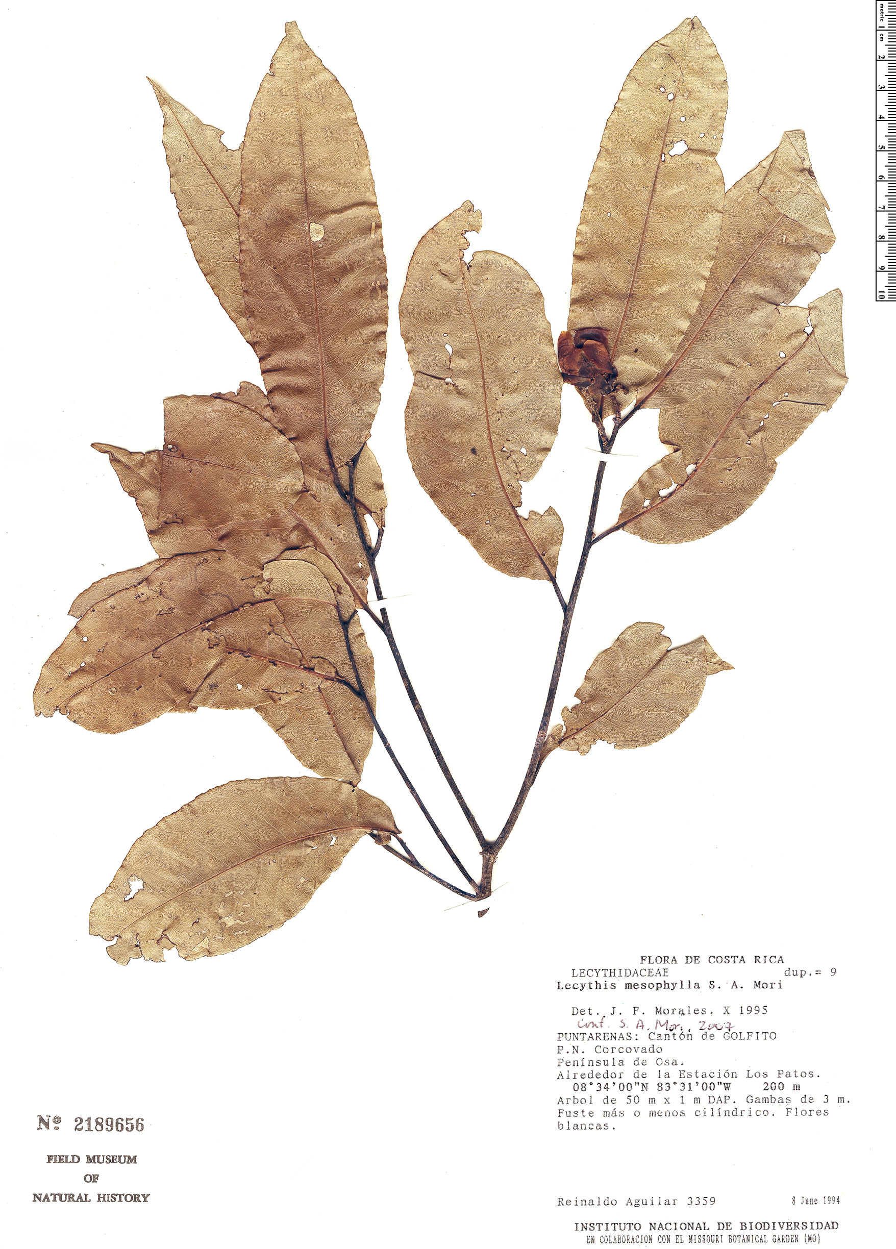 Lecythis mesophylla image