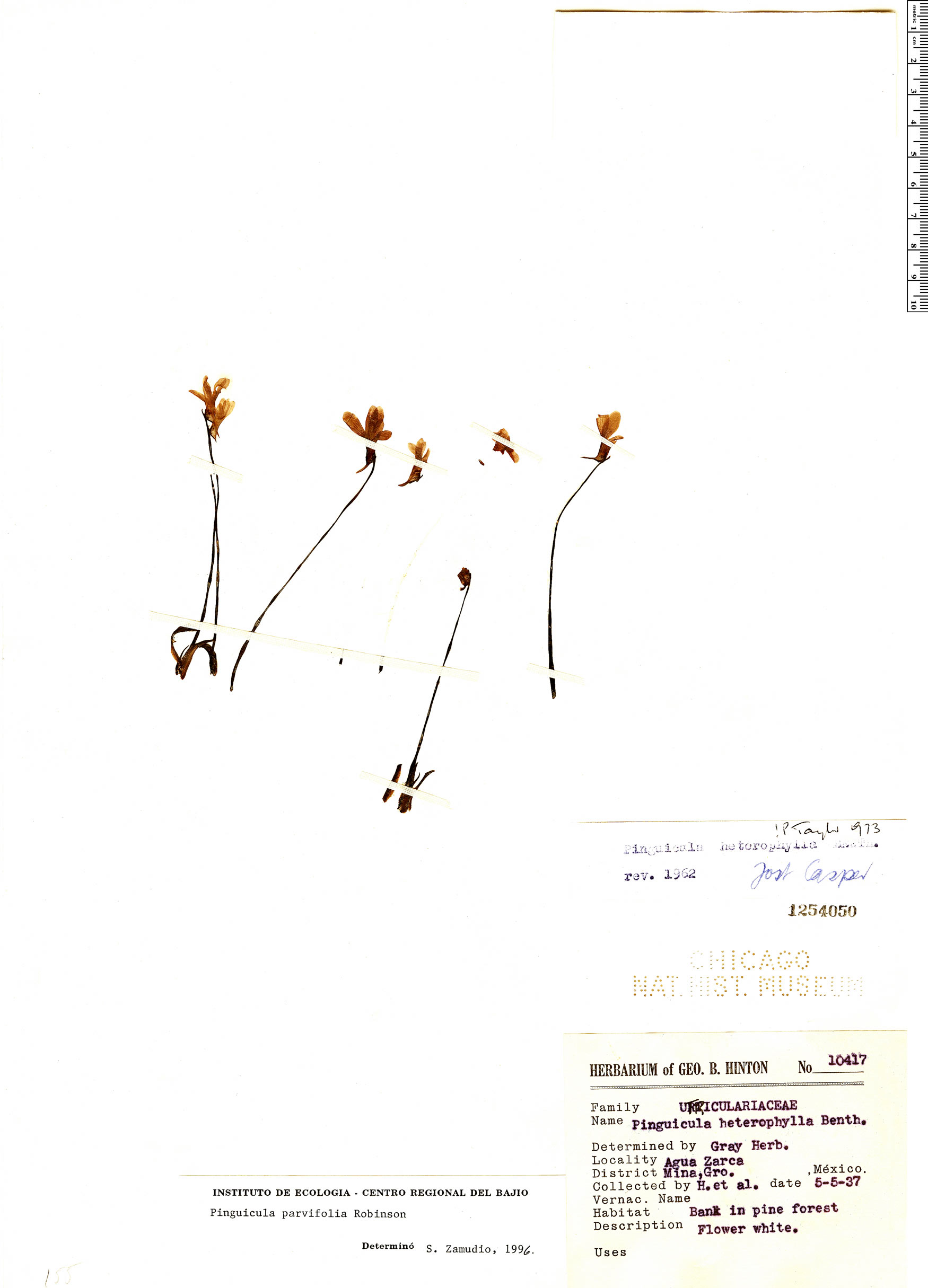 Pinguicula parvifolia image