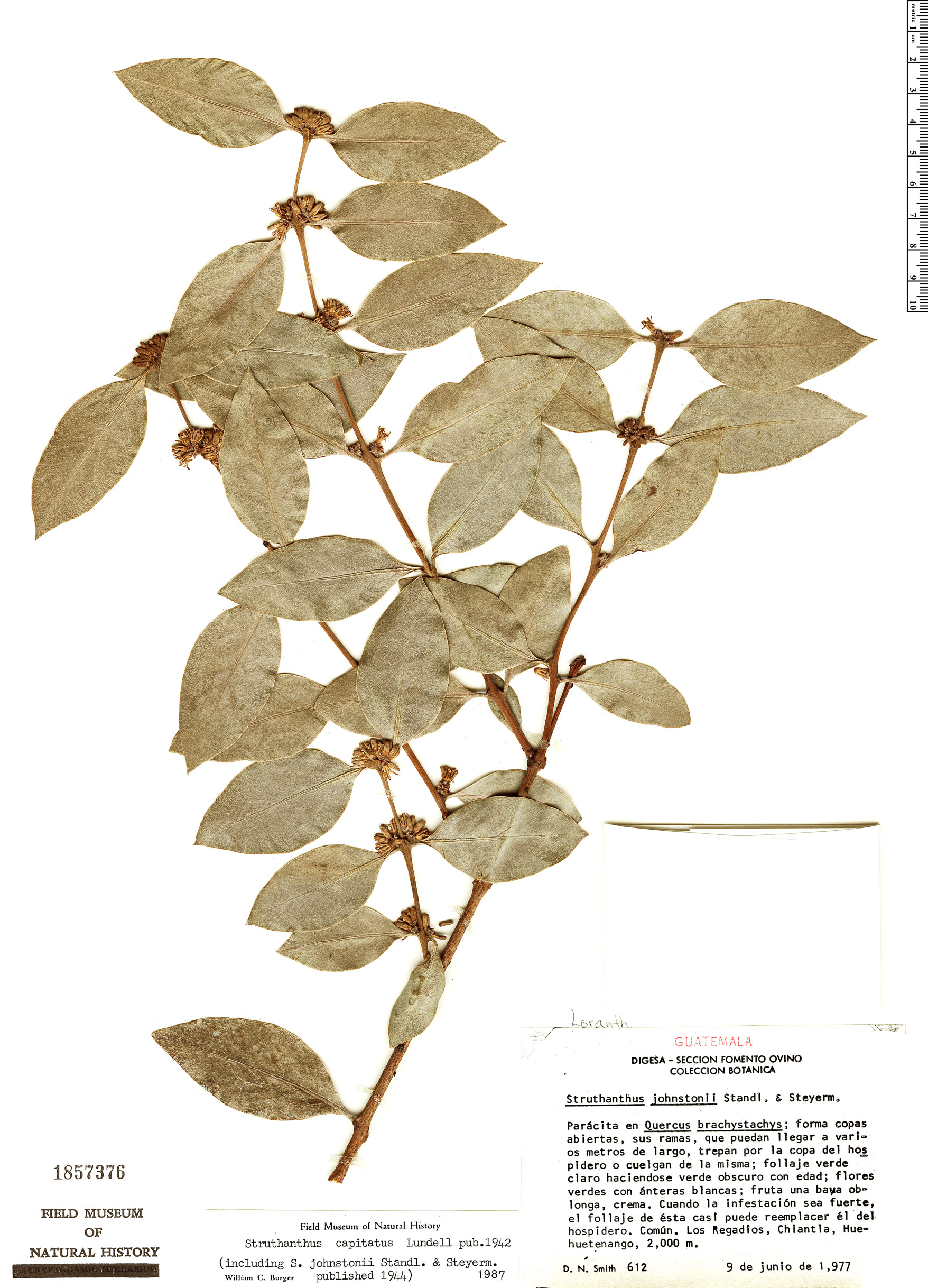 Loranthaceae image