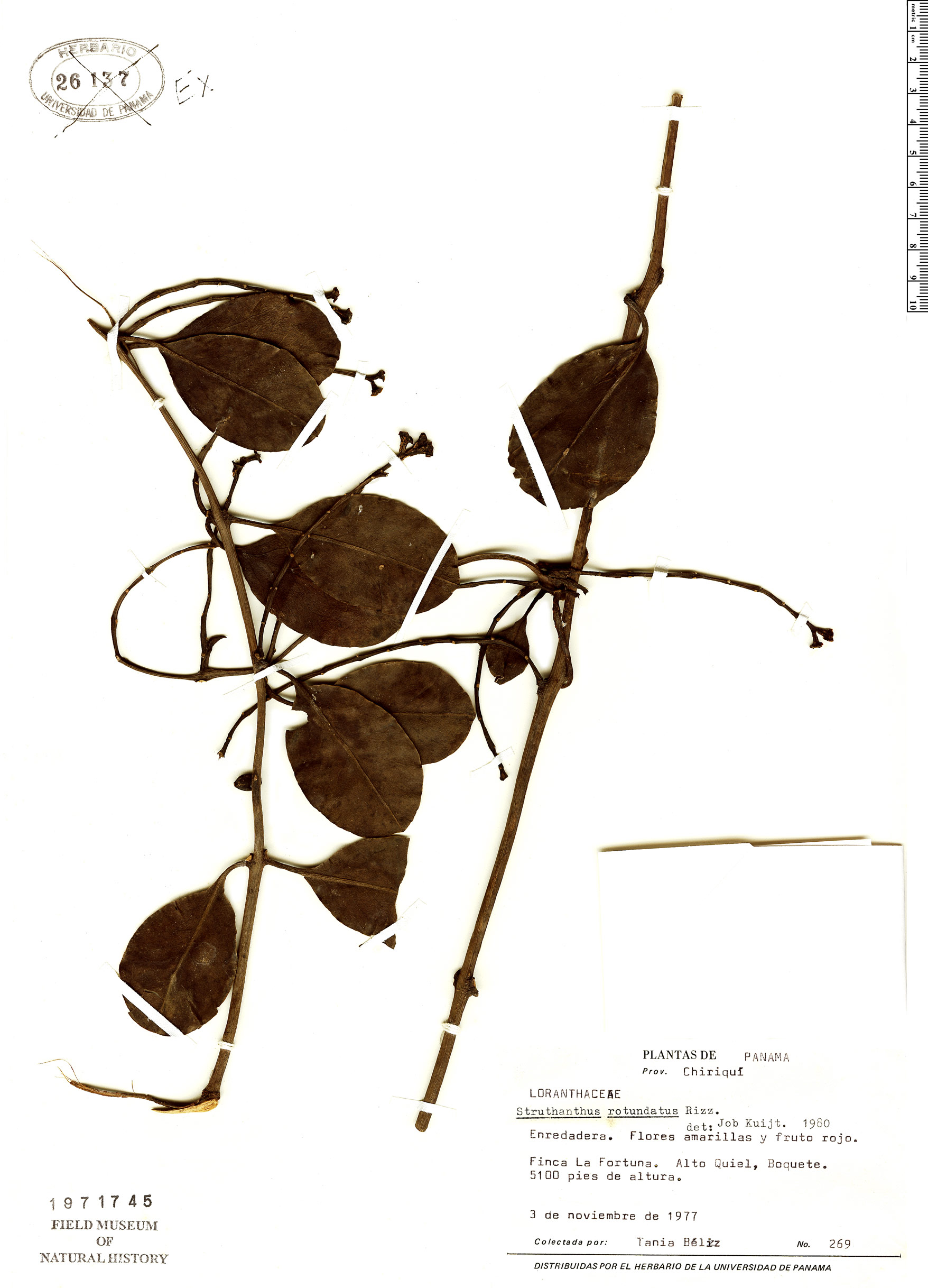 Struthanthus rotundatus image