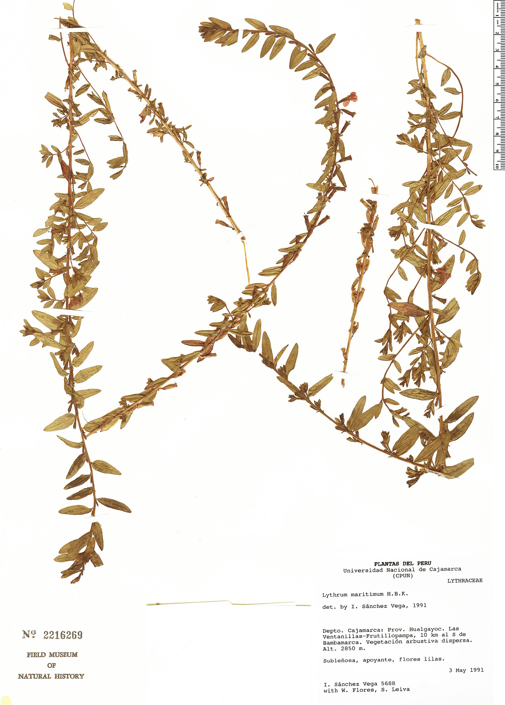 Lythrum maritimum | Herbário Rapid Reference | The Field Museum