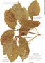 Bunchosia costaricensis image