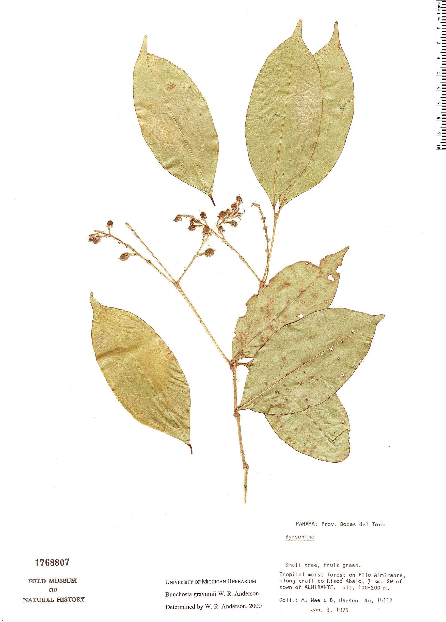Bunchosia grayumii image