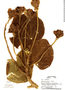 Hibiscus cocleanus image