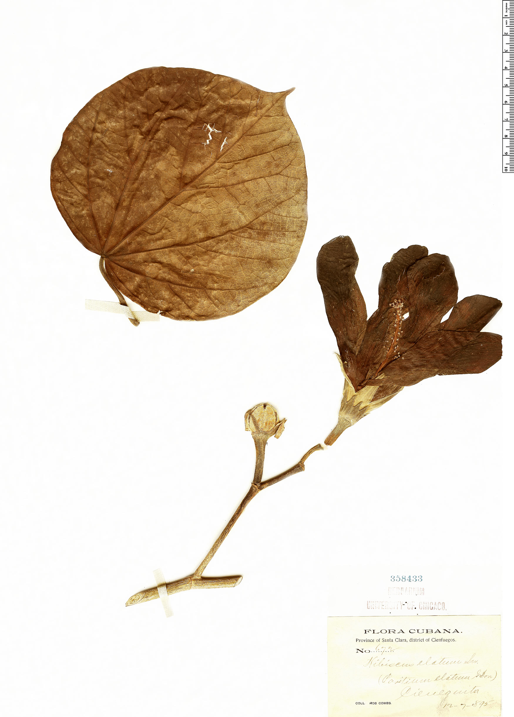 Hibiscus elatus image