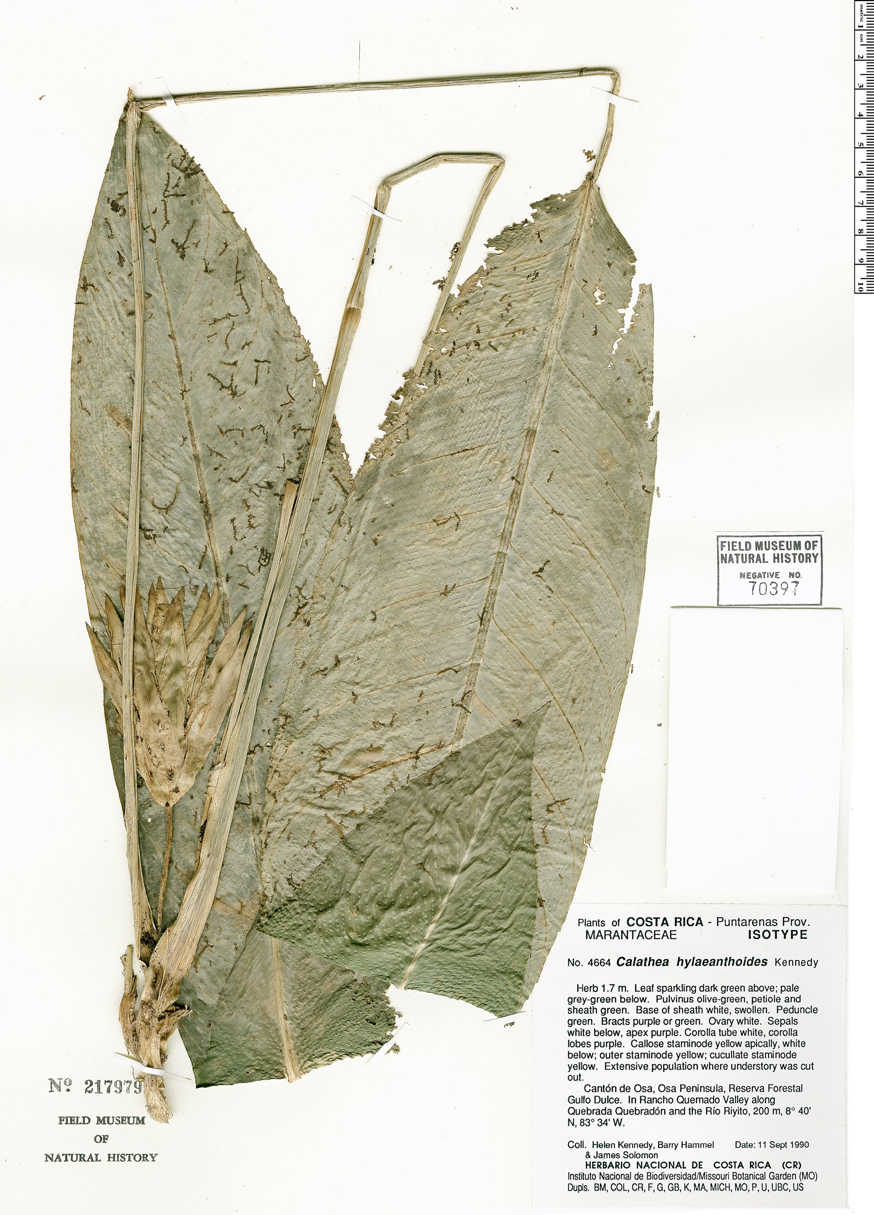 Calathea hylaeanthoides image