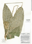 Image of Calathea hylaeanthoides