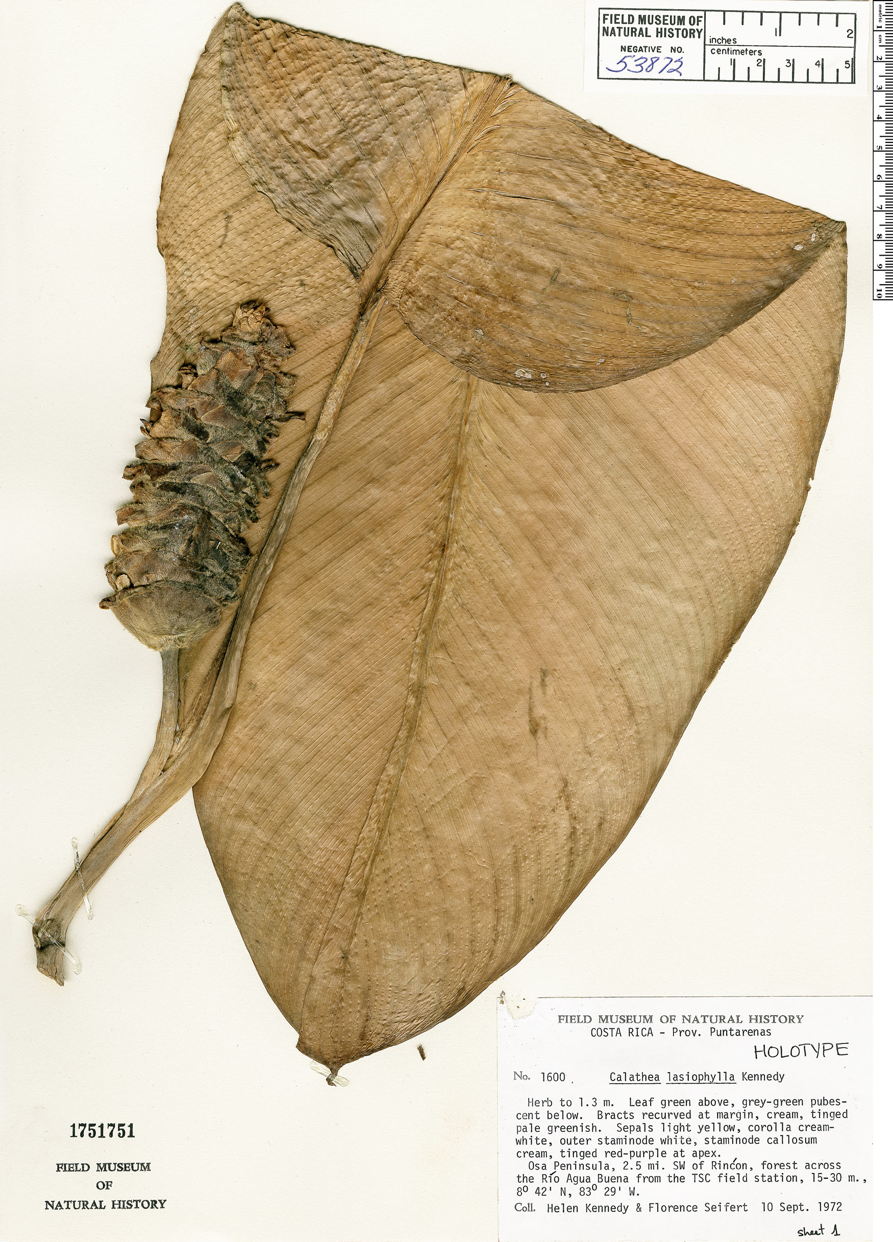 Calathea lasiophylla image