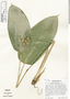 Calathea longiflora image