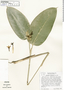 Image of Calathea longiflora
