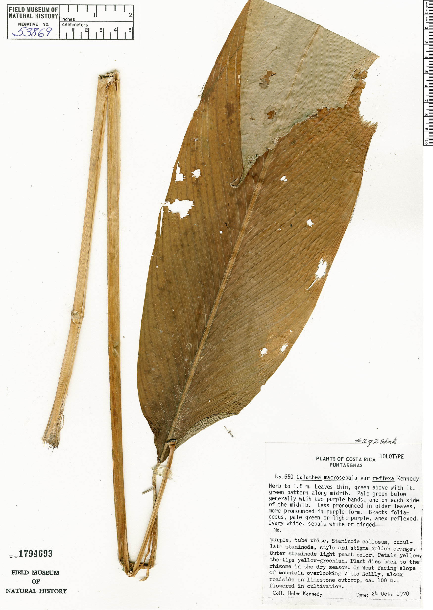 Calathea macrosepala image