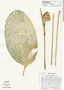 Calathea silvicola image