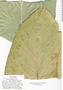 Calathea similis image
