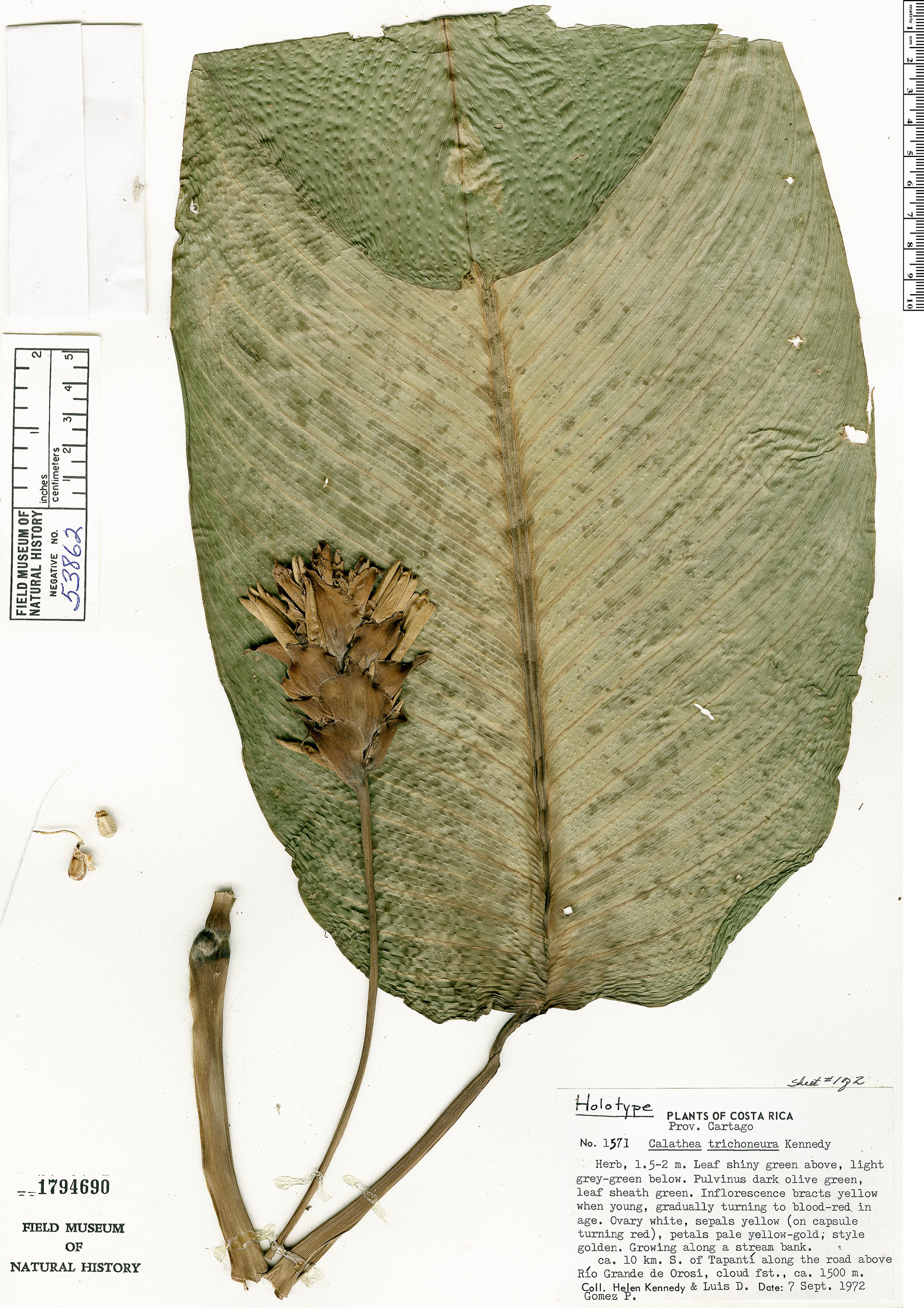 Calathea trichoneura image