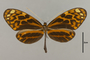 125639 Melinaea satevis cydon d IN