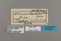 125639 Melinaea satevis cydon labels IN