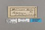 125640 Melinaea satevis maelus labels IN