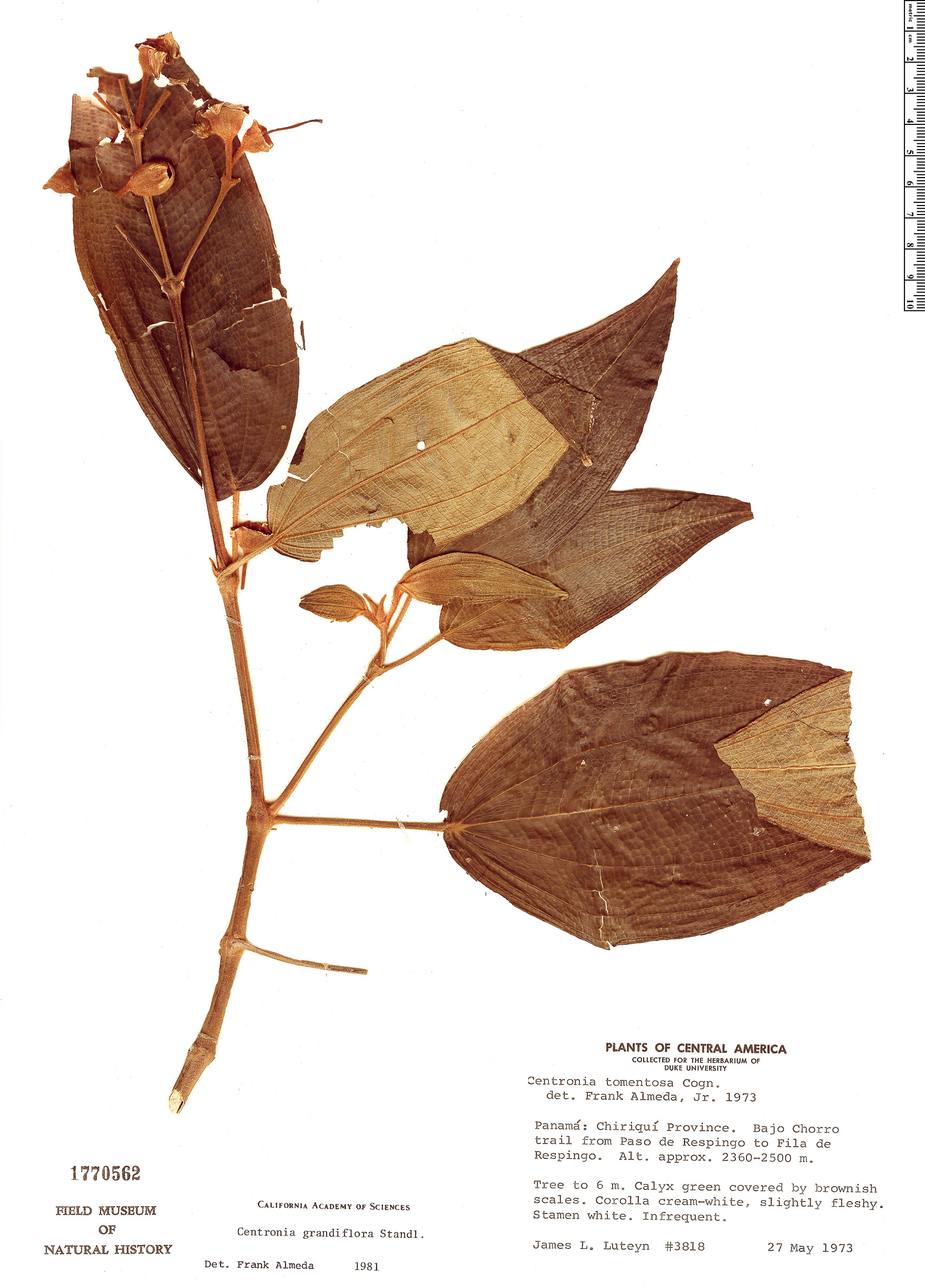 Meriania grandiflora image