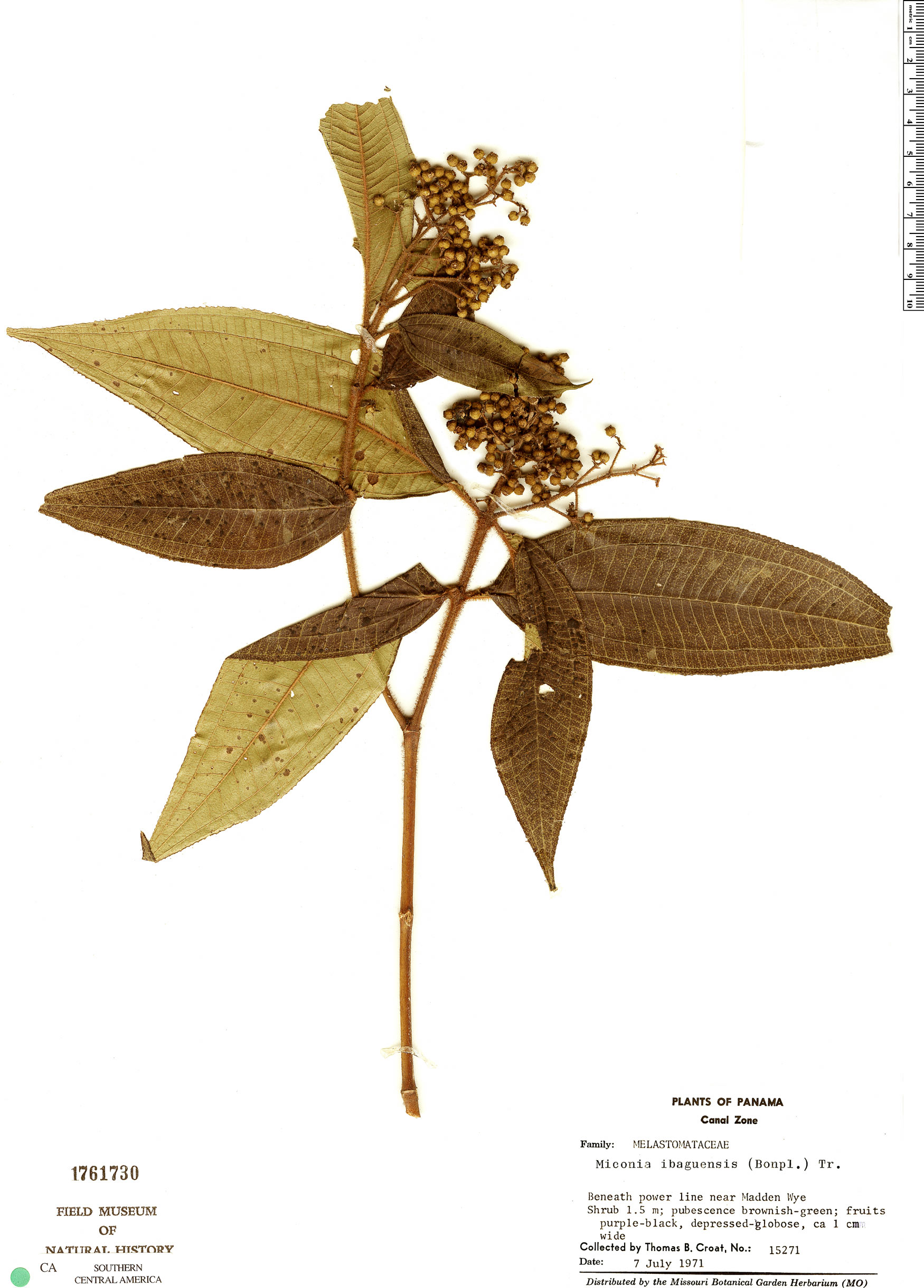 Miconia ibaguensis image