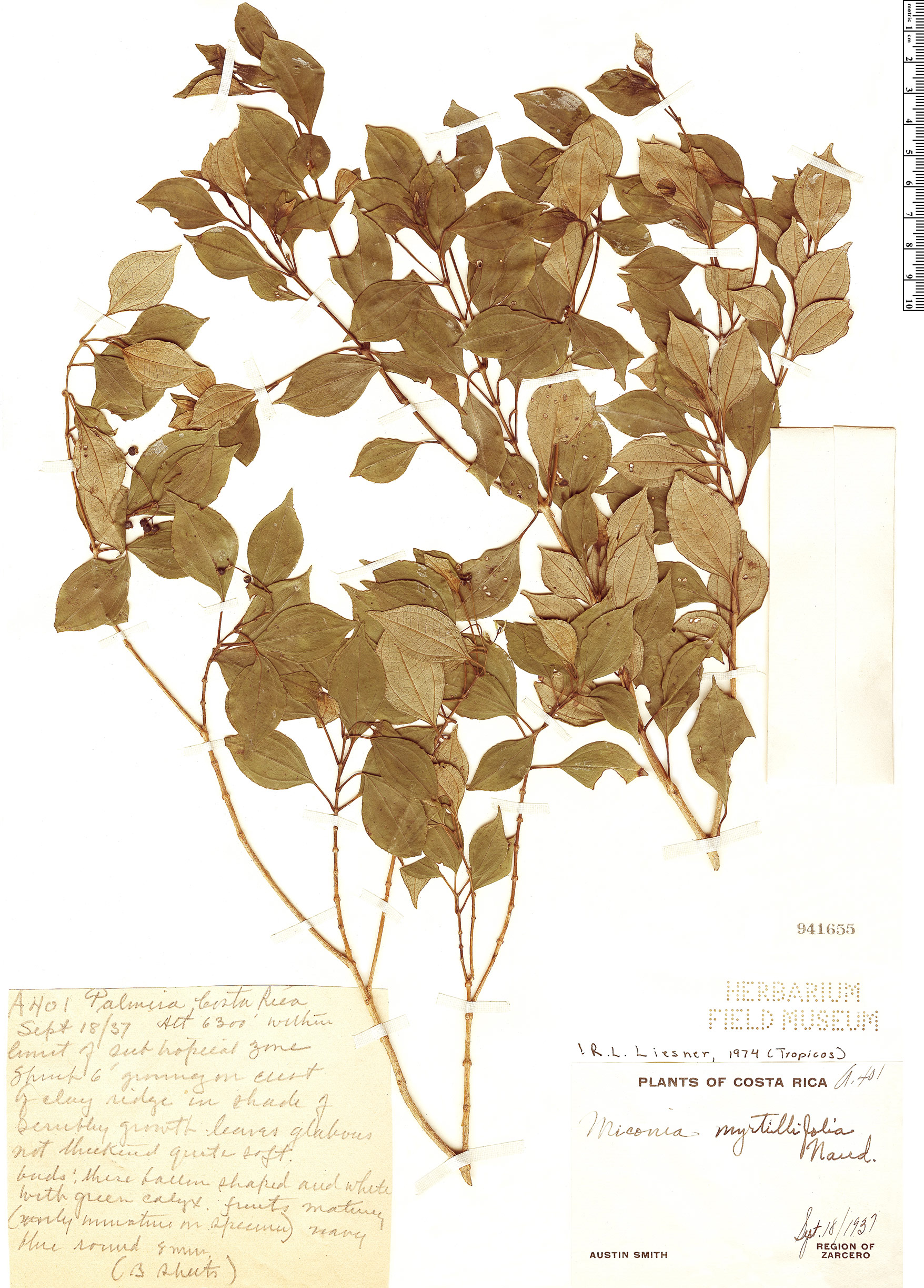 Miconia myrtillifolia image