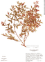Monochaetum macrantherum image