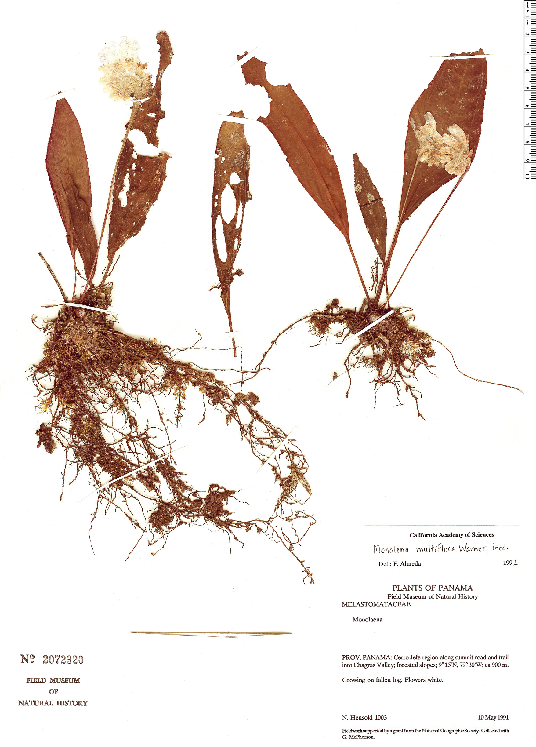 Monolena multiflora image