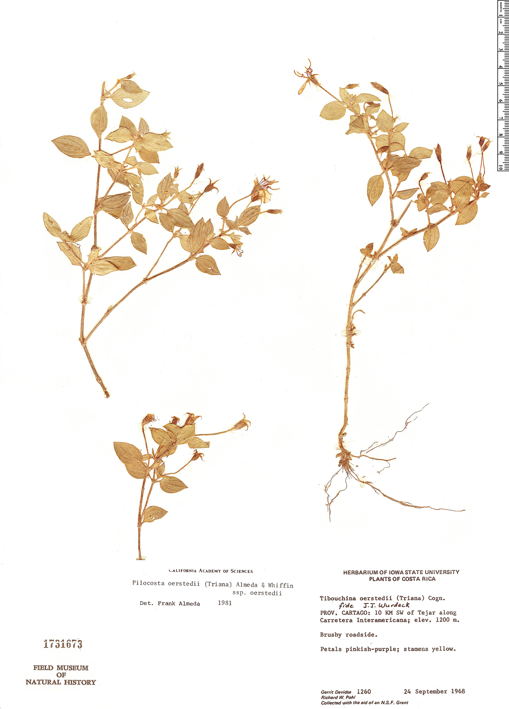 Pilocosta oerstedii subsp. oerstedii image