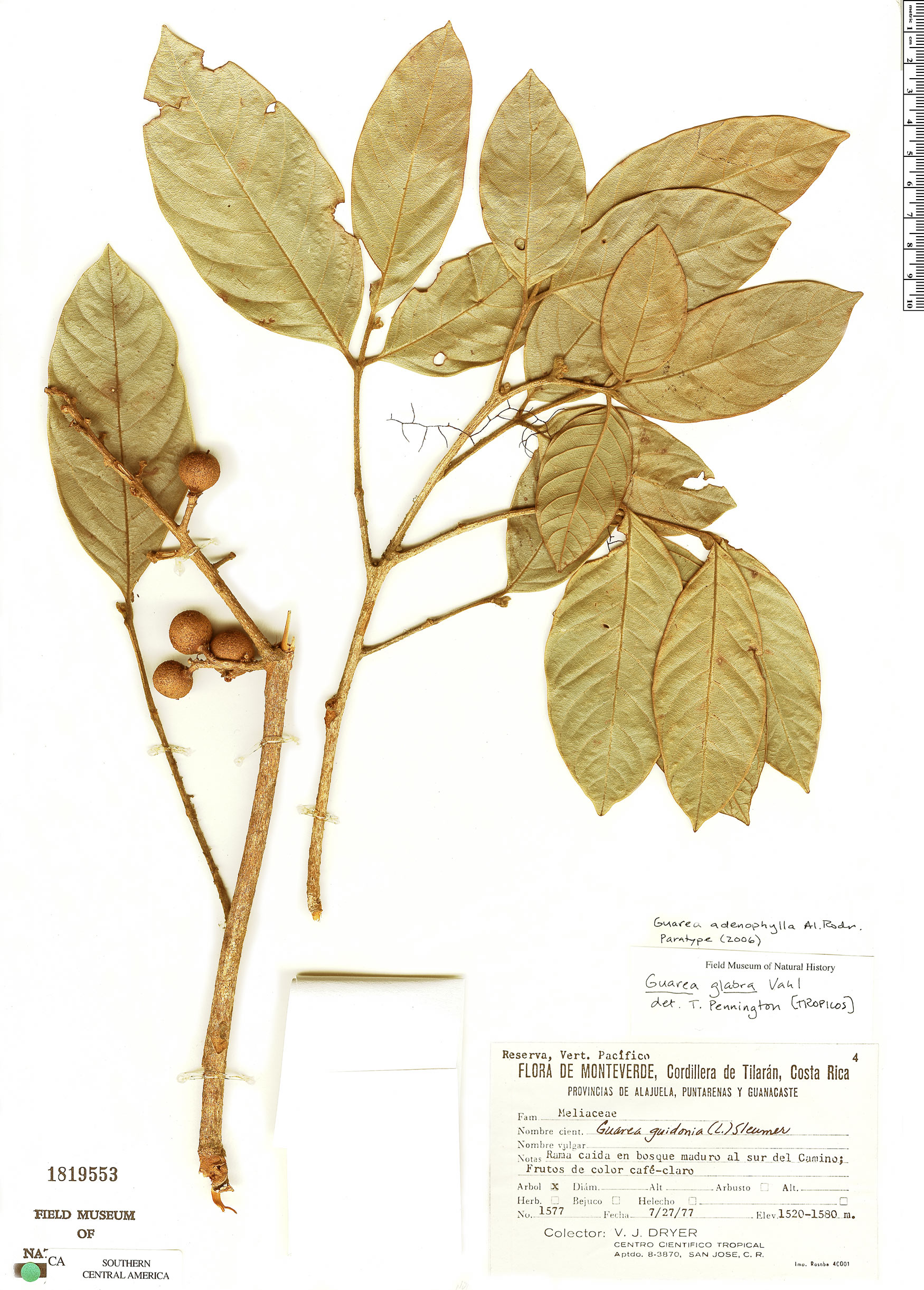 Guarea adenophylla image