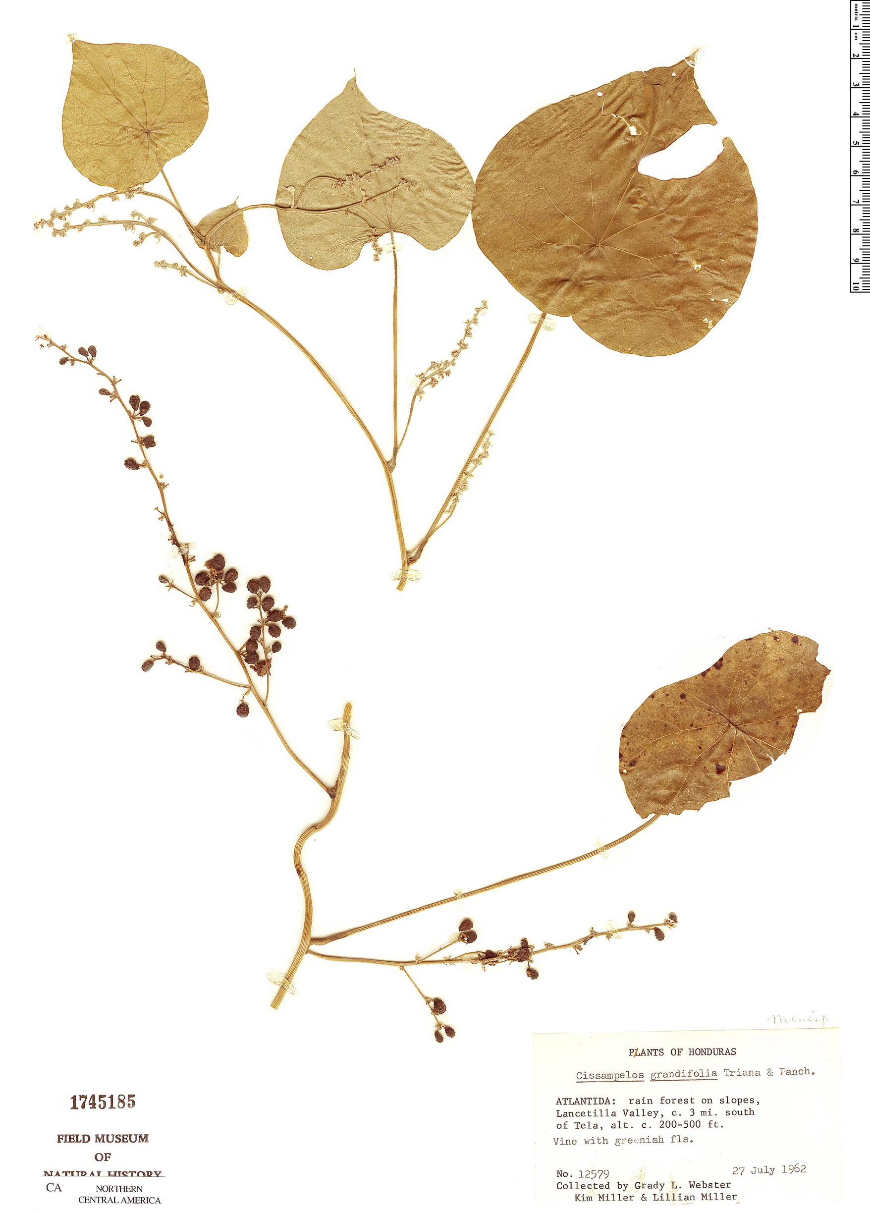 Cissampelos grandifolia image