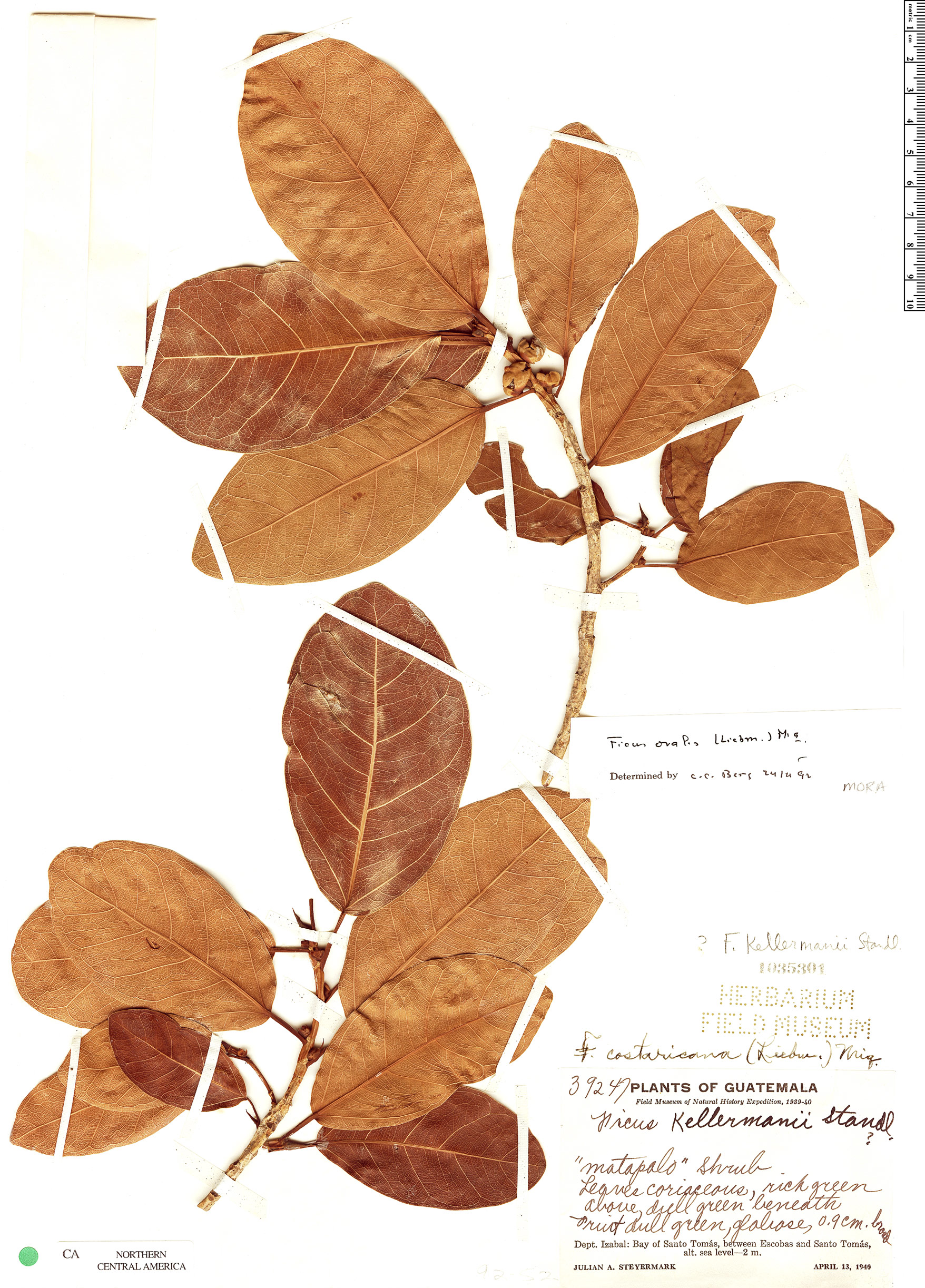 Ficus ovalis image