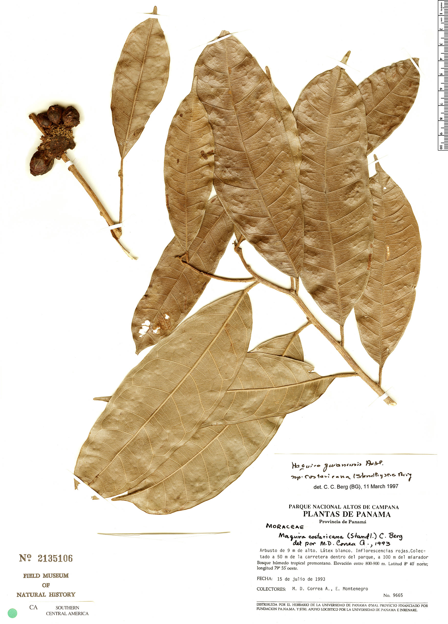 Maquira guianensis image