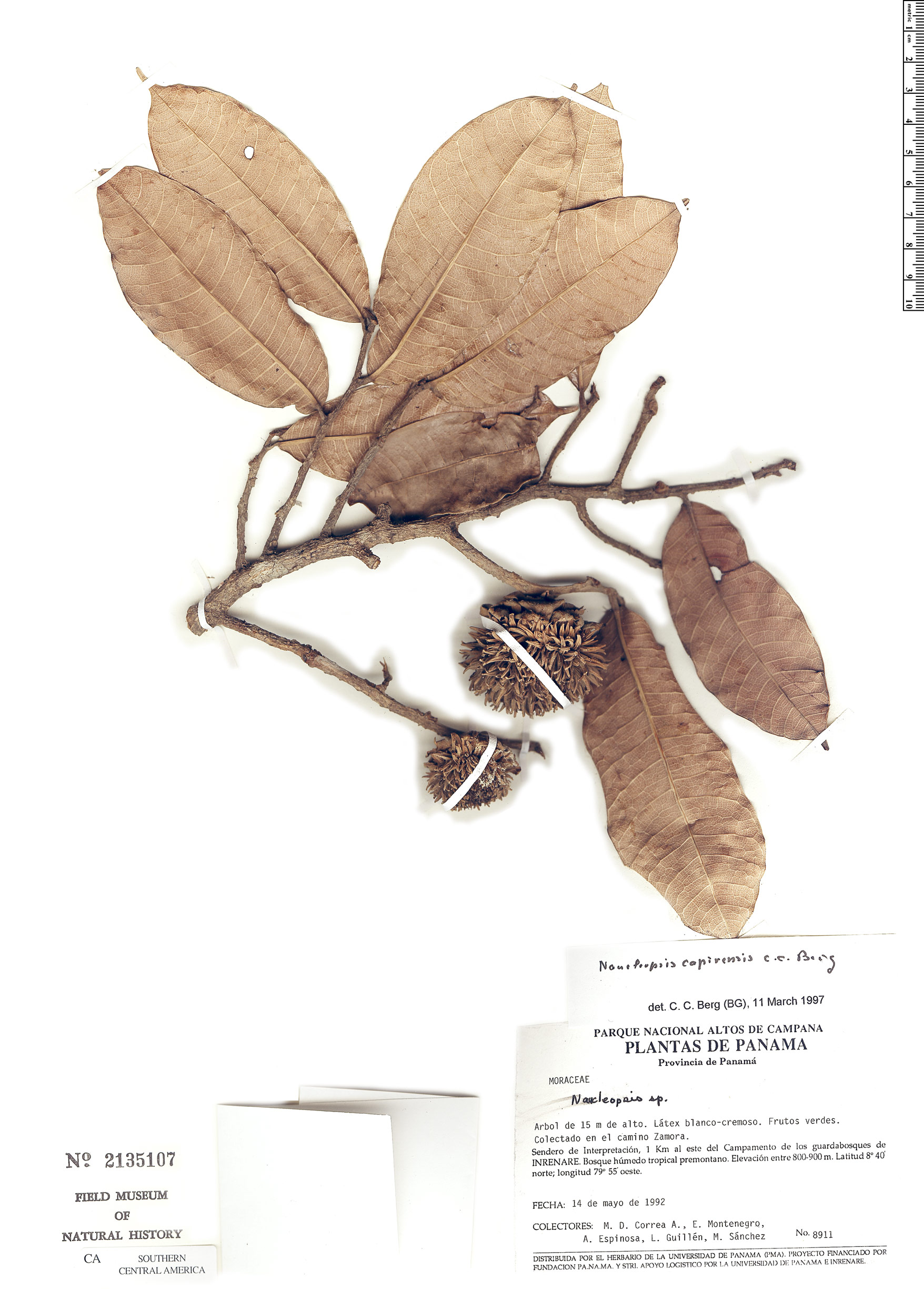 Naucleopsis capirensis image