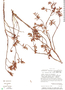 Cybianthus costaricanus subsp. costaricanus image