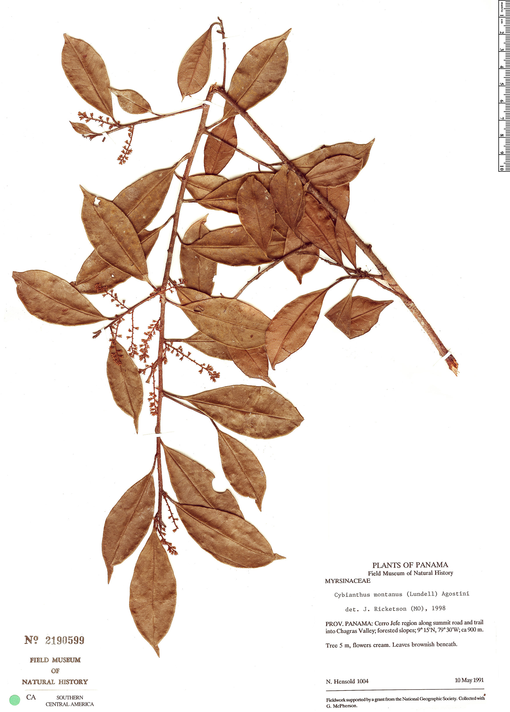 Cybianthus montanus image