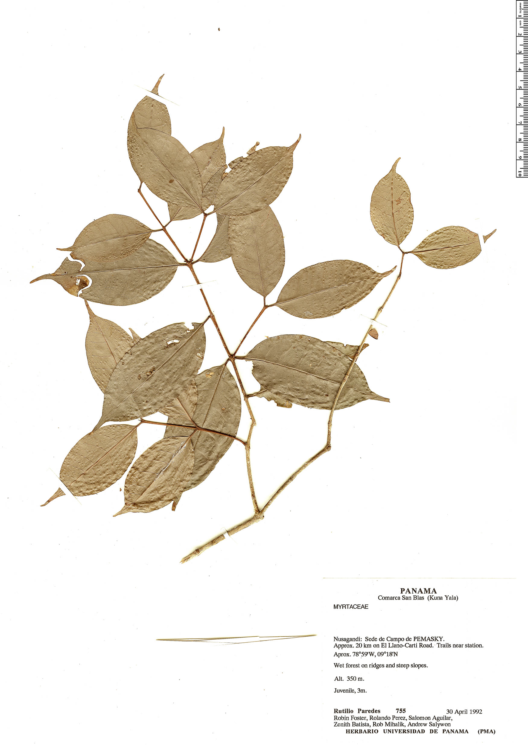  Rapid Reference The Field Museum