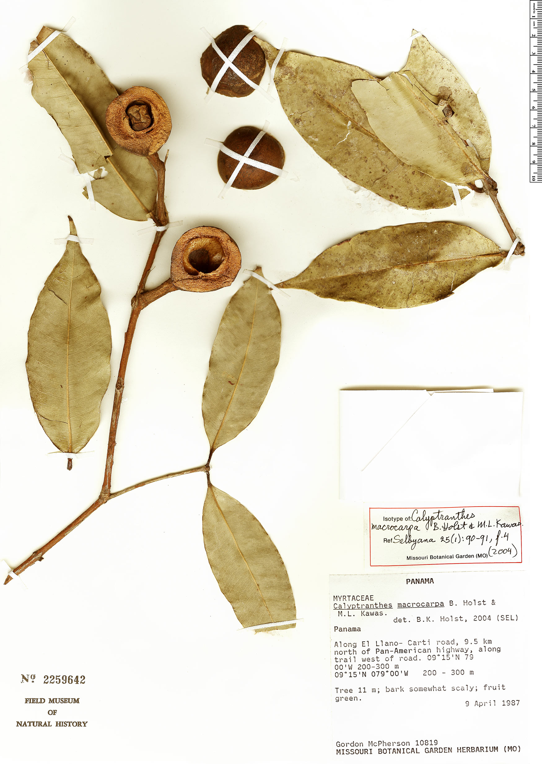 Calyptranthes macrocarpa image