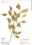 Calyptranthes paxillata image
