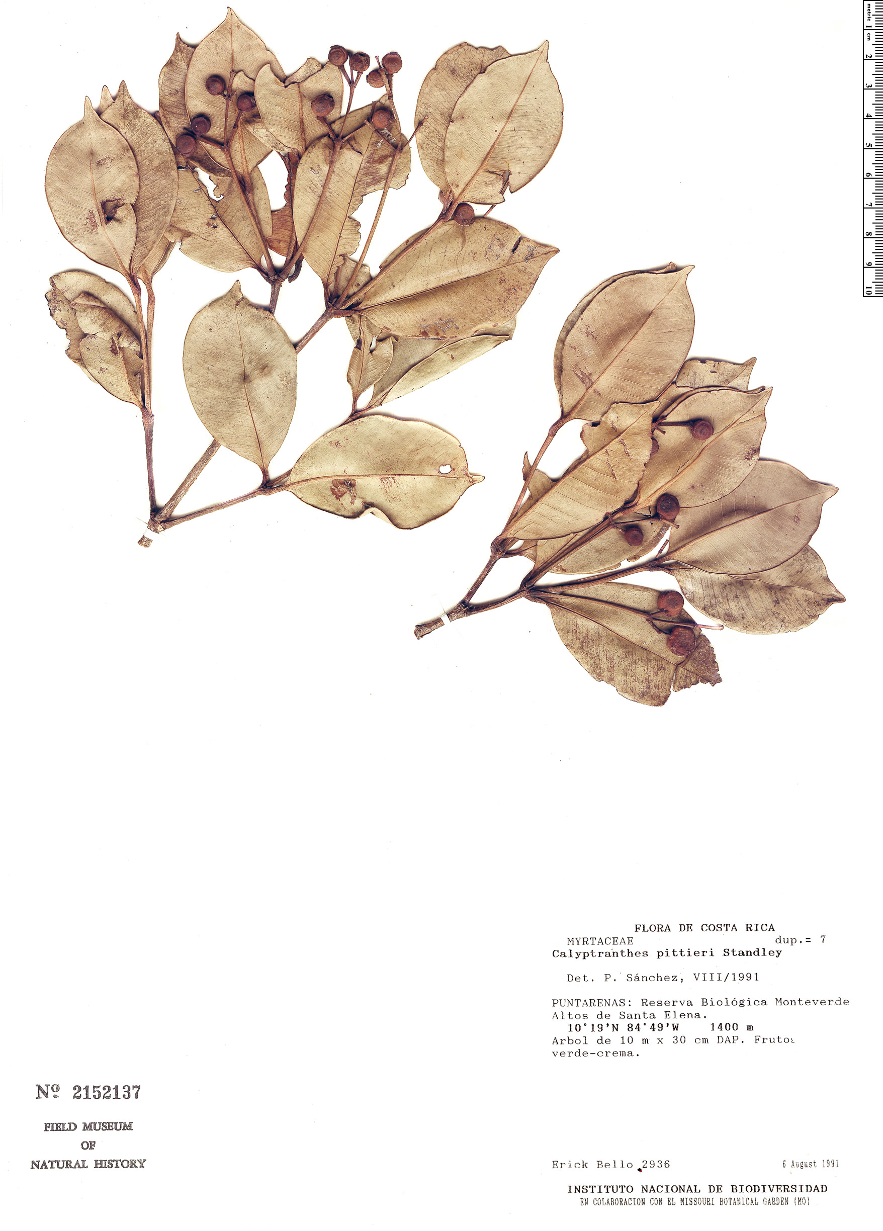 Calyptranthes pittieri image