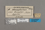 125646 Melinaea menophilus orestes labels IN