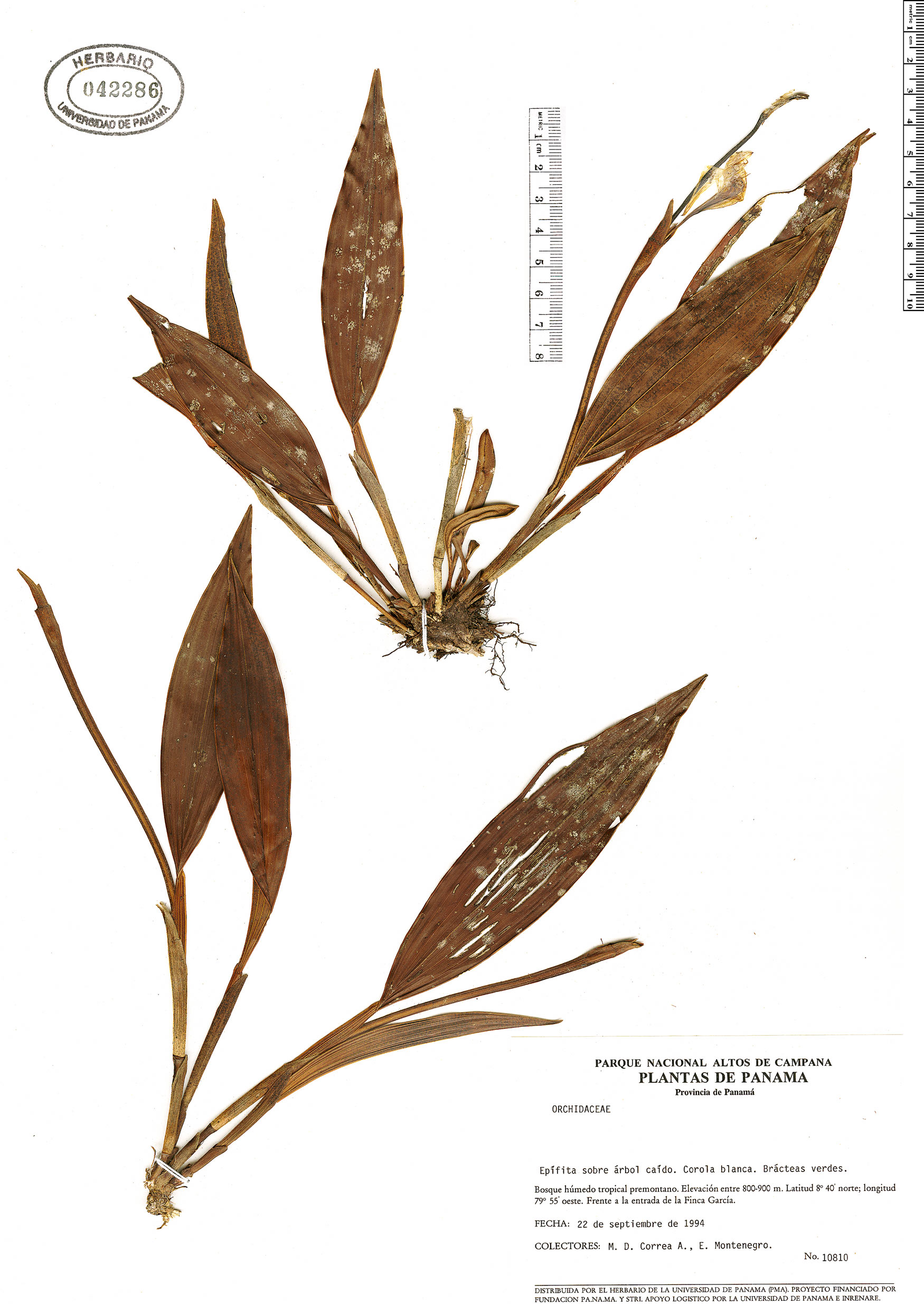 Sobralia Rapid Reference The Field Museum