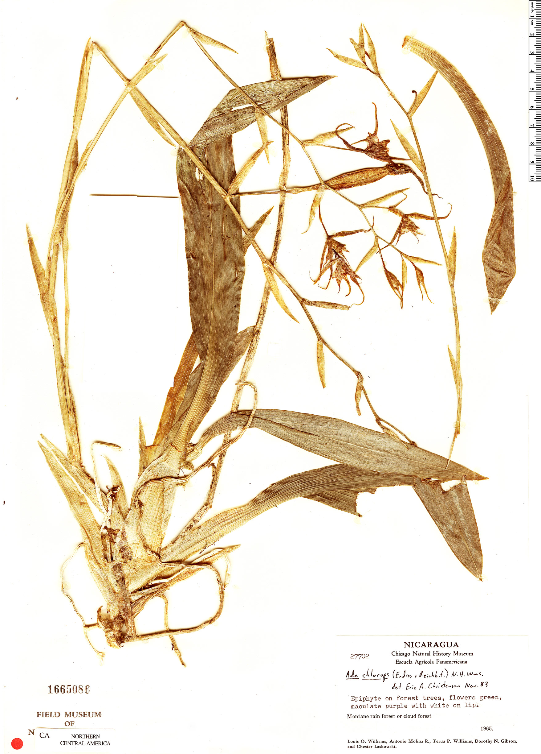 Brassia chlorops image