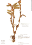 Maxillaria serrulata image
