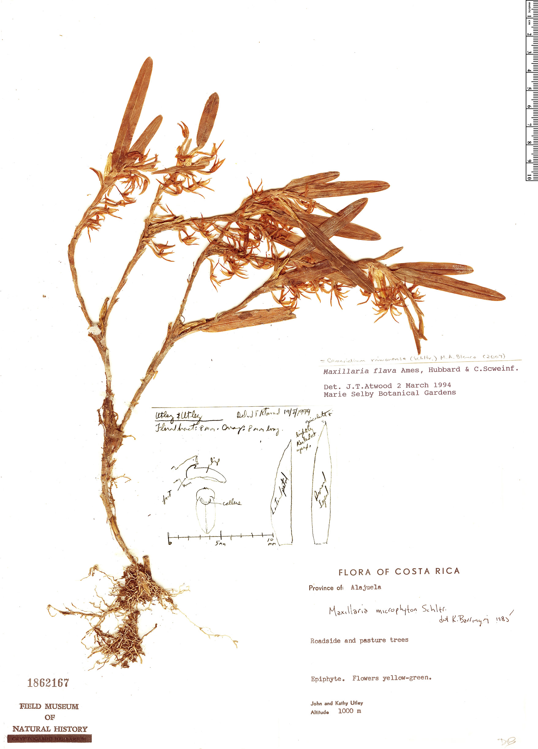 Maxillaria flava image