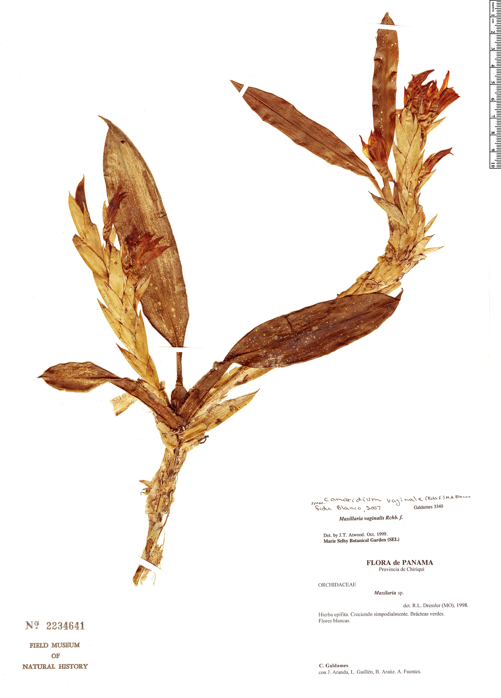 Maxillaria vaginalis image