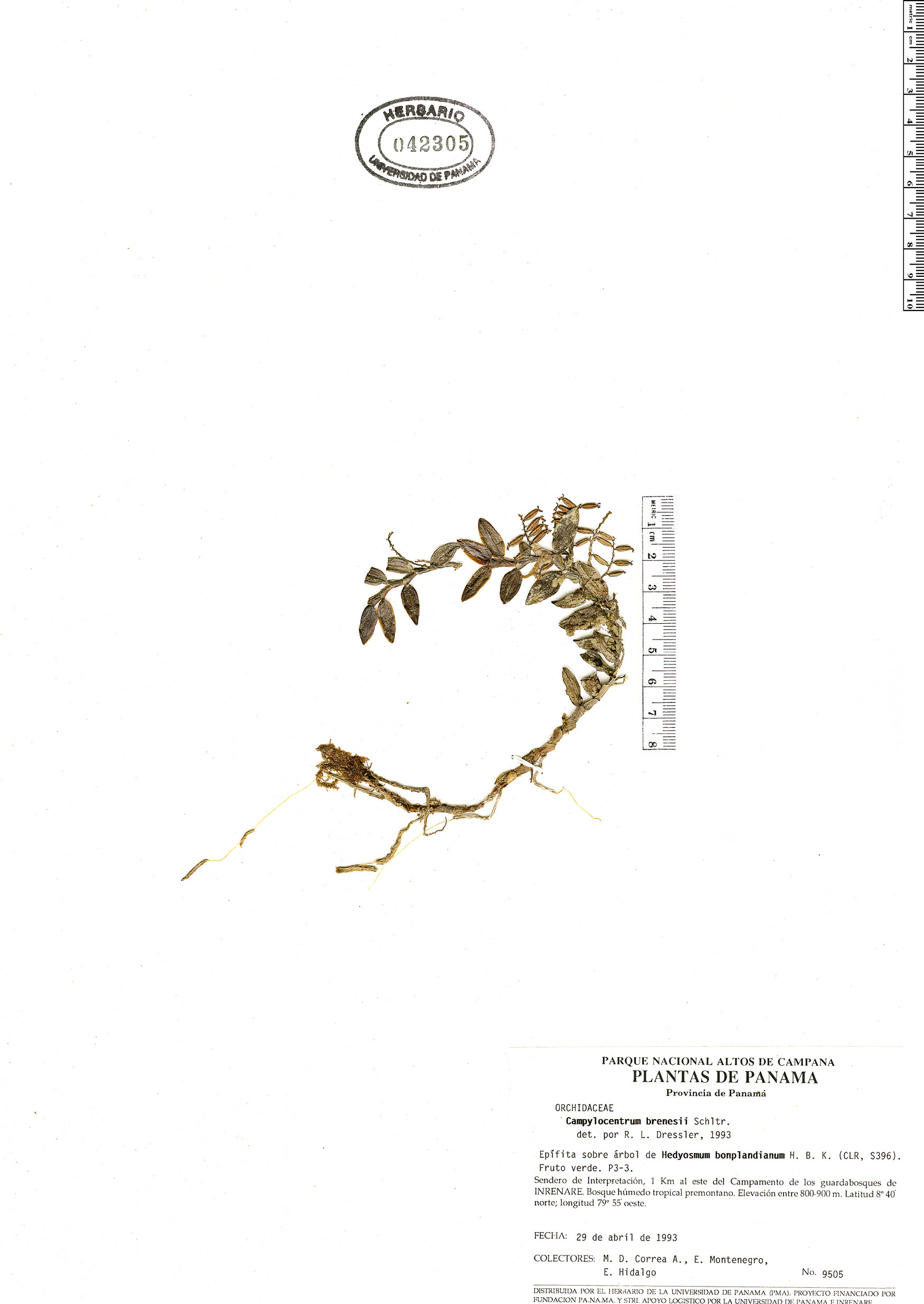 Campylocentrum brenesii Rapid Reference The Field Museum