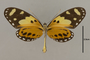 125647 Melinaea ludovica paraiya v IN