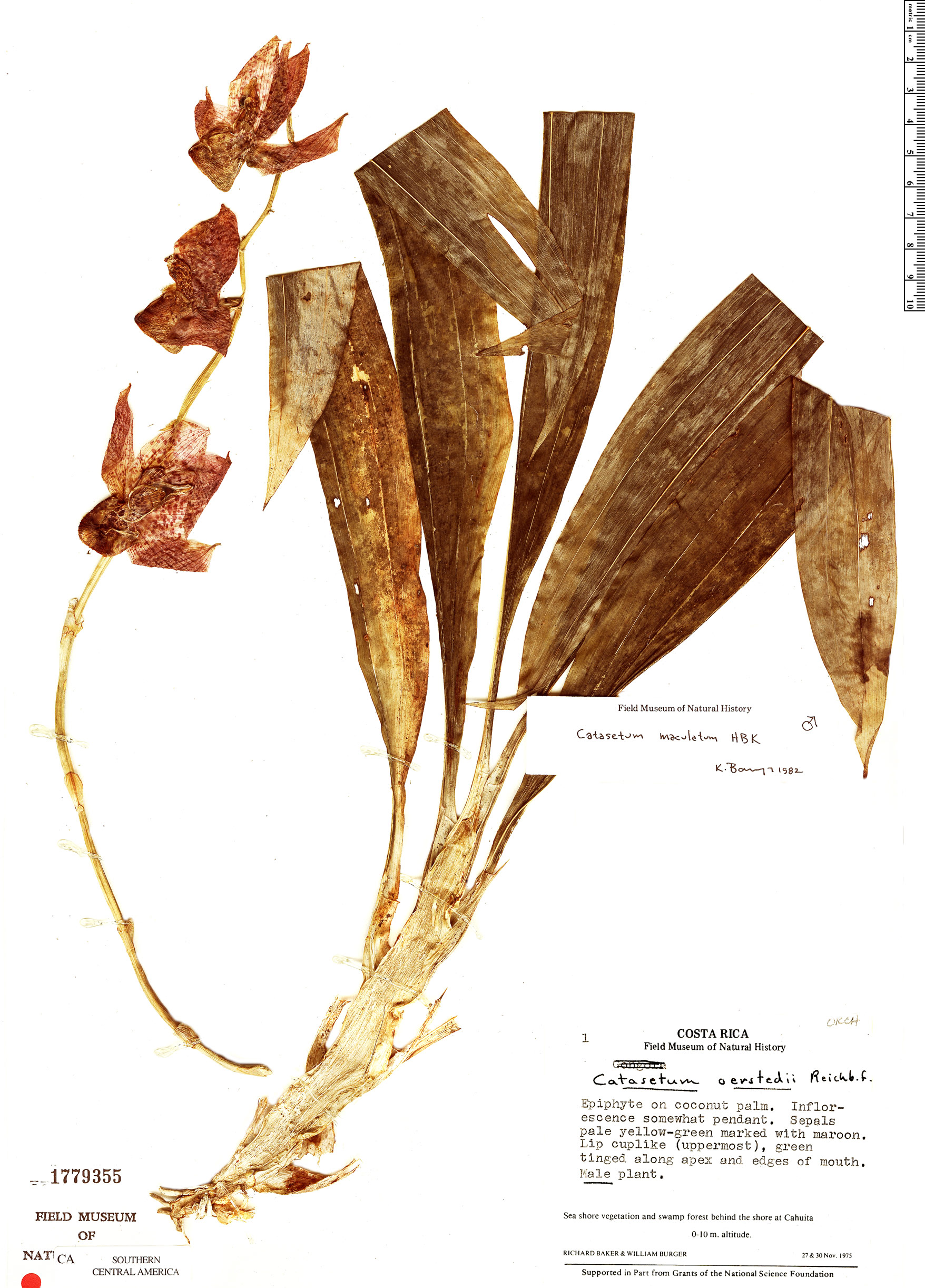 Catasetum maculatum image